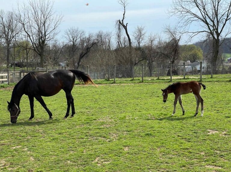 A mother horse and baby horse in a field