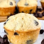 Single chocolate chip muffin on a white plate with chocolate chips on plate and other muffins in the background.